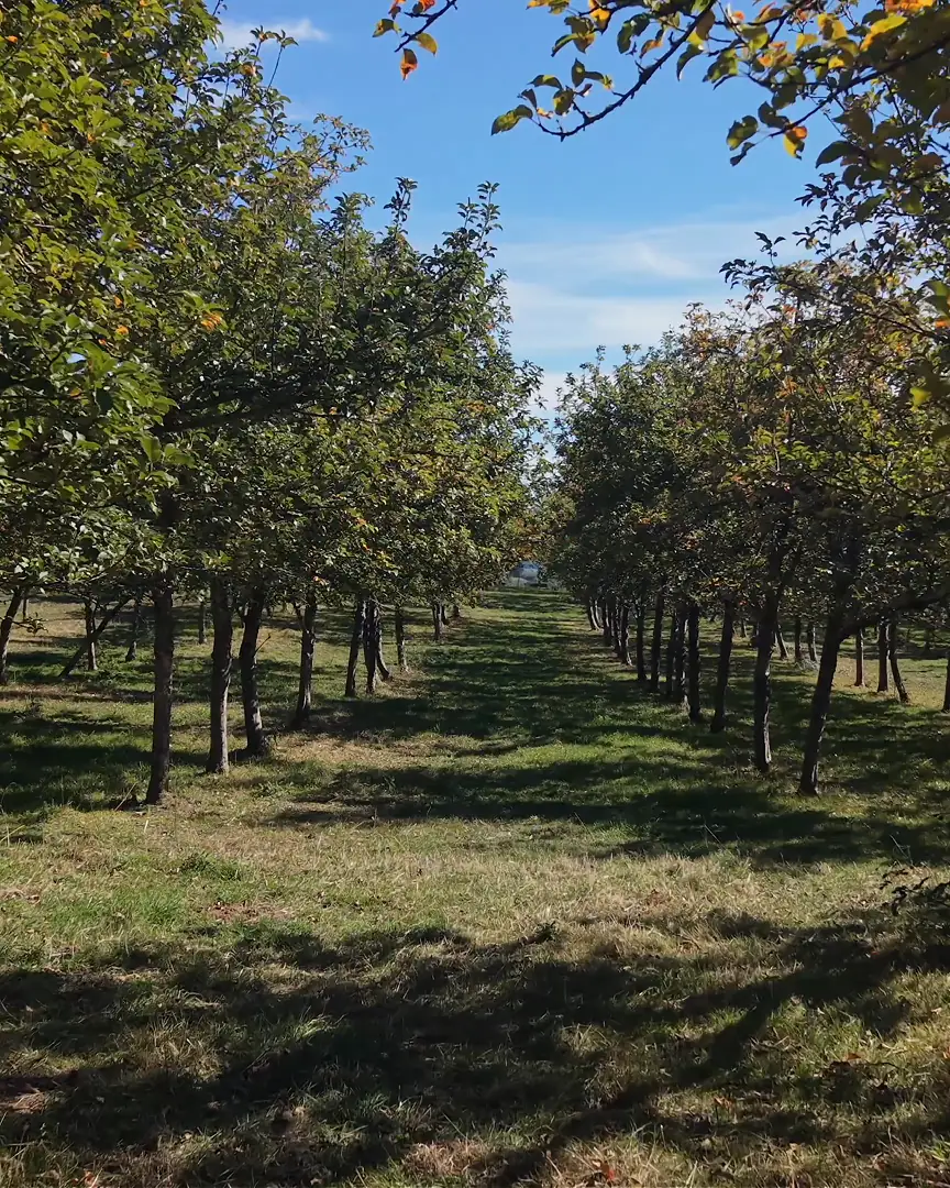 Les rangs de pommiers du verger au soleil, l’herbe entre les arbres